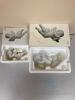 Cherub Ornament (Lot) Large - 5