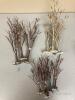 Village Winter Birch Trees (Lot A) - 3