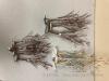 Village Winter Birch Trees (Lot A) - 4