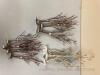 Village Winter Birch Trees (Lot A) - 5