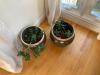 Large Rounded Plant Vase(w/ plant)(x2) - 2