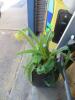 ARTIFICIAL PLANT (LOT) - 2