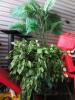 ARTIFICIAL PLANT (LOT) - 3