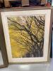 Framed Tree Photo with Silver Frame - 8