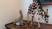 (3) Giraffes on top of bookshelf