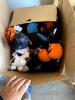 LOT of vend items plush etc - 2