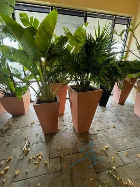 (3) Large Live Plants