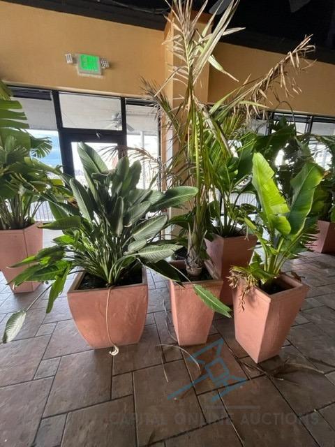 (5) Large Live Plants