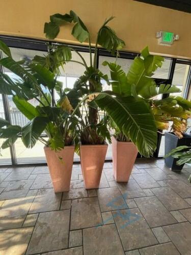 (3) Large Live Plants