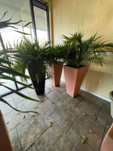 (3) Large Live Plants