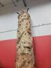 Two Climber Spectrum 18' Rockwall - 2