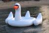 Swan Float