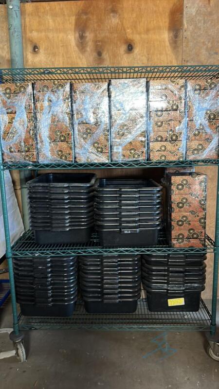 Lot of 168 Bento Boxes and 48 Bussing Bins