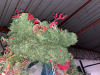 WREATHES - 2