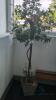 Lot of Artificial Trees - 3