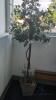 Lot of Artificial Trees - 4