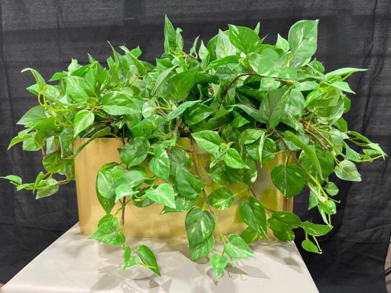 Plant Decoration- Pothos