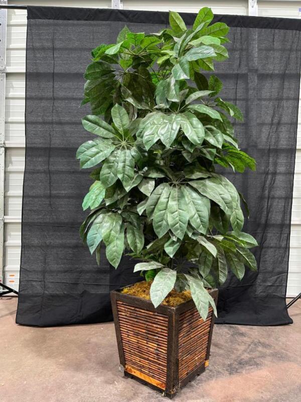 Plant Decoration - Umbrella Tree