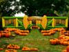 NEW - Corn Maze - 4