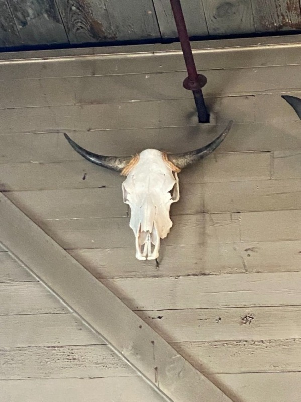 Bull Horn/Skull Decoration #1