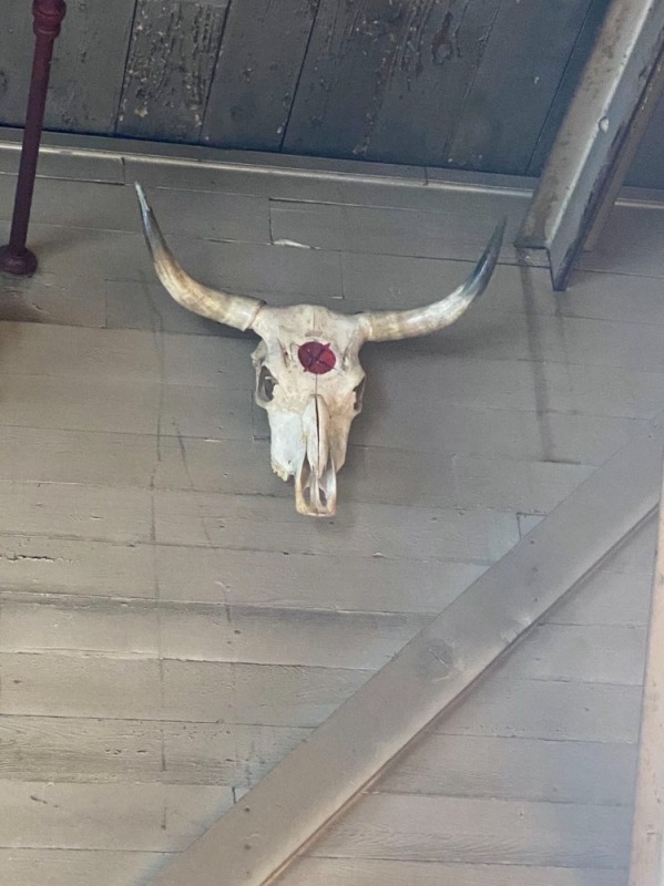 Bull Horn/Skull Decoration #2