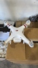 DJI Phantom 3 Standard - 7