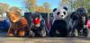 Motorized Tiger, Hippo, Elephant, Panda & Inflatable Course  - 4