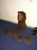 Bear Character Costume - 3