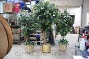 (3) Ficus Trees